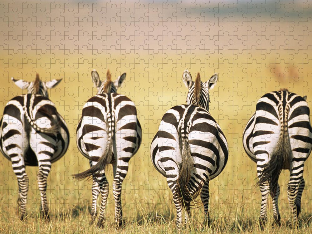 Plains Zebra Jigsaw Puzzle featuring the photograph Common Zebra Behinds #1 by James Warwick