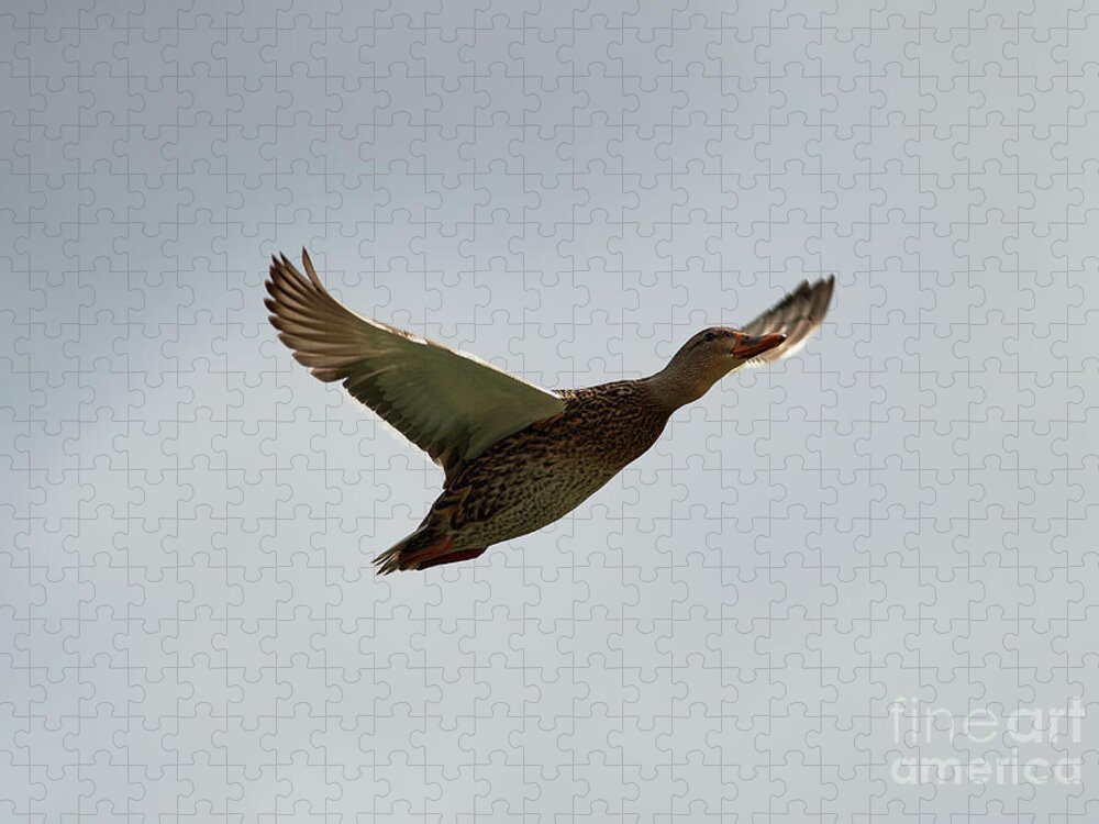 Ducks Jigsaw Puzzle featuring the photograph Duck In Flight #1 by Robert WK Clark