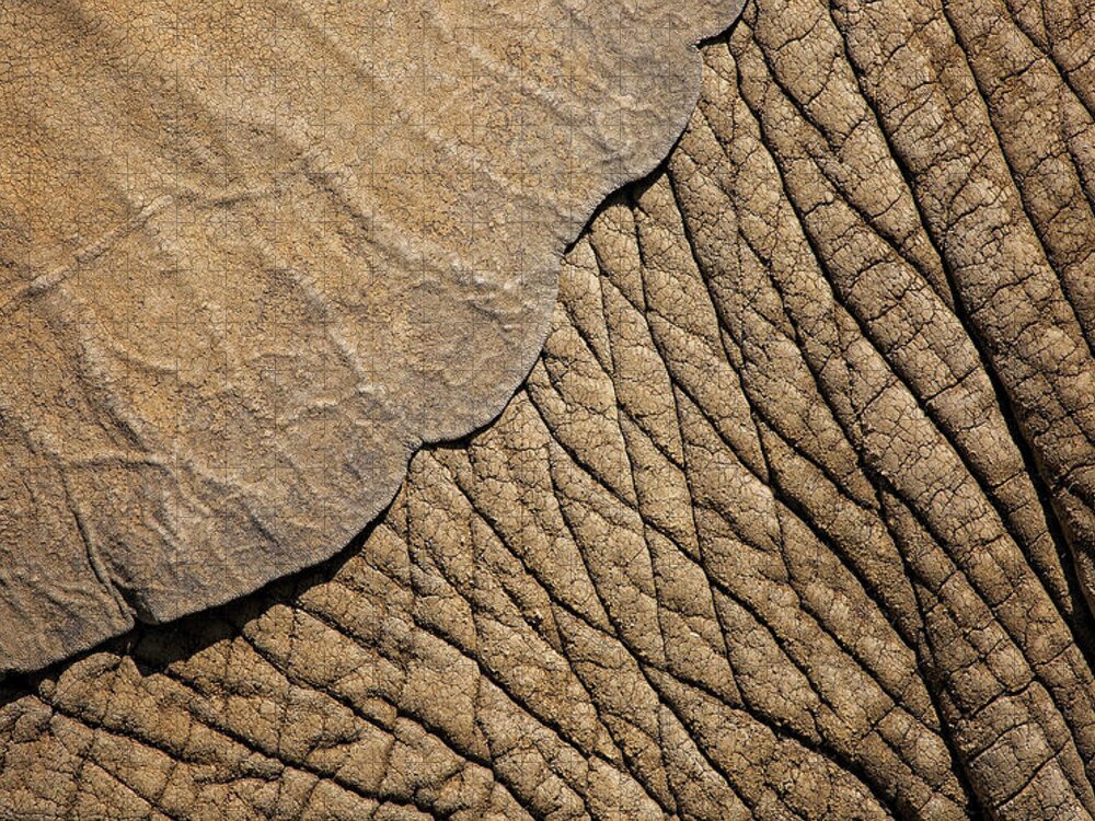 Elephant Jigsaw Puzzle featuring the photograph Elephant Ear #1 by Deborah Penland