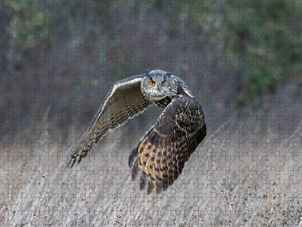 Owl Jigsaw Puzzle featuring the photograph Eurasian Eagle Owl Flying #1 by Mark Hunter