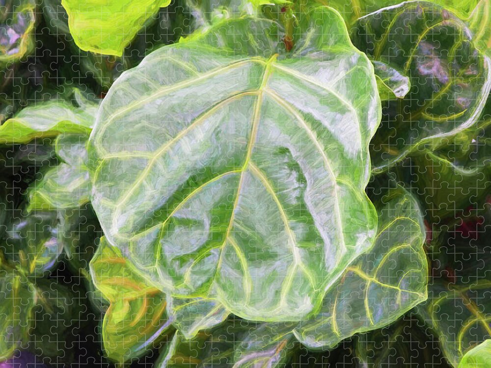 Fiddle Leaf Fig Tree Jigsaw Puzzle featuring the photograph Fiddle Leaf Fig Tree 102 #1 by Rich Franco