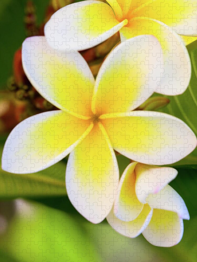 Yellow Jigsaw Puzzle featuring the photograph Frangipani #1 by Letty17