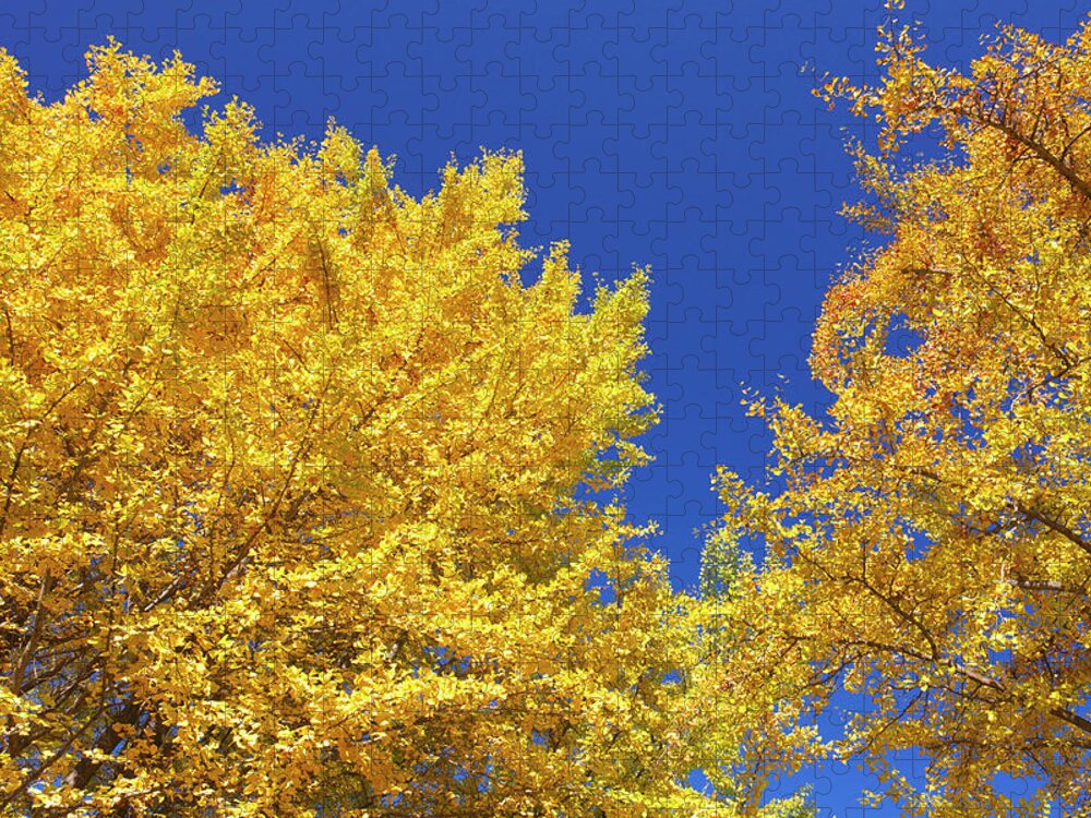 Ginkgo Tree Jigsaw Puzzle featuring the photograph Gingko Tree In Autumn, Tokyo #1 by Wada Tetsuo/a.collectionrf