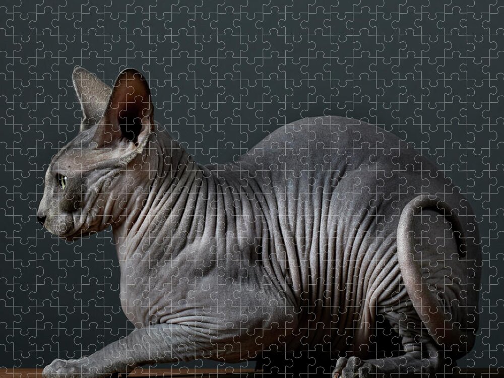 Pets Jigsaw Puzzle featuring the photograph Hairless Cat #1 by Peter Samuels