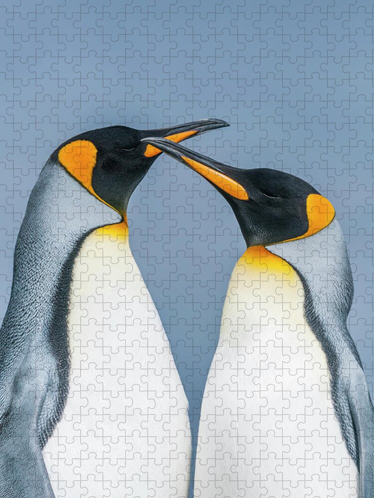 Animal Jigsaw Puzzle featuring the photograph King Penguin Pair, Falklands #1 by Tui De Roy