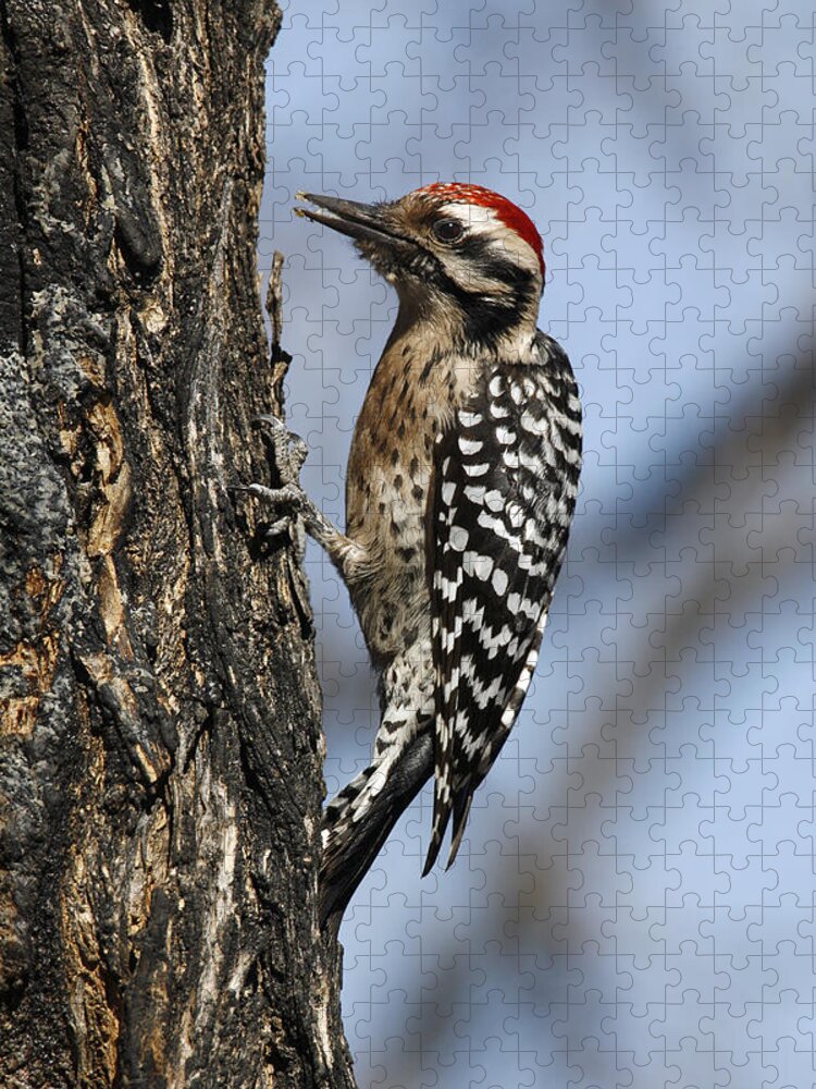 American Bird Jigsaw Puzzle featuring the photograph Ladder-backed Woodpecker #1 by James Zipp