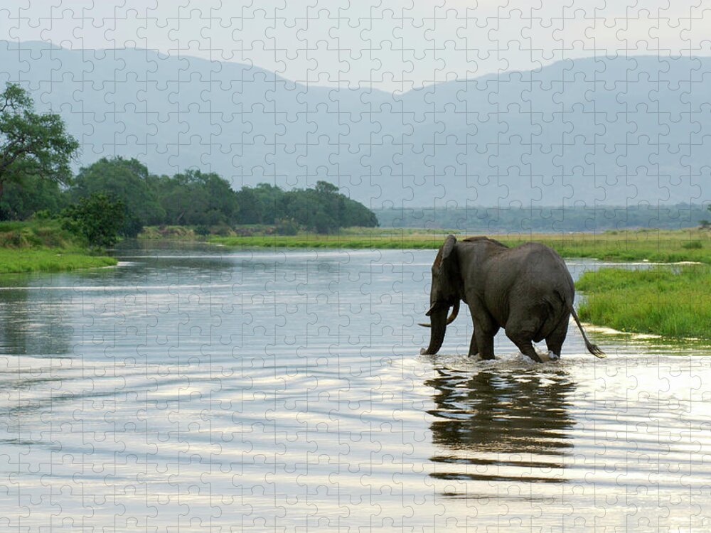 Botswana Jigsaw Puzzle featuring the photograph Large Bull Elephant Loxodonta Africana #1 by Christopher Scott