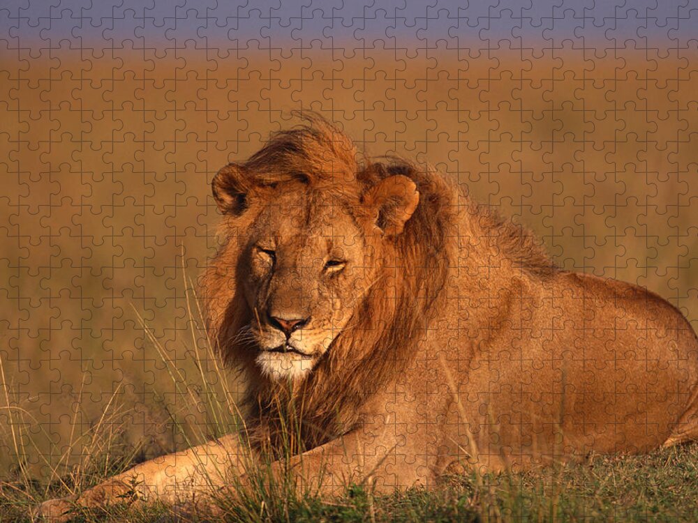 Kenya Jigsaw Puzzle featuring the photograph Lion #1 by Imagenavi