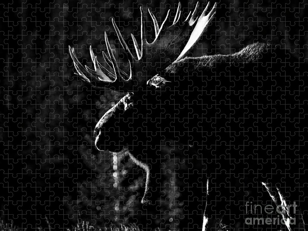 Black And White Wildlife Jigsaw Puzzle featuring the photograph Phantom of the Forest #1 by Jim Garrison