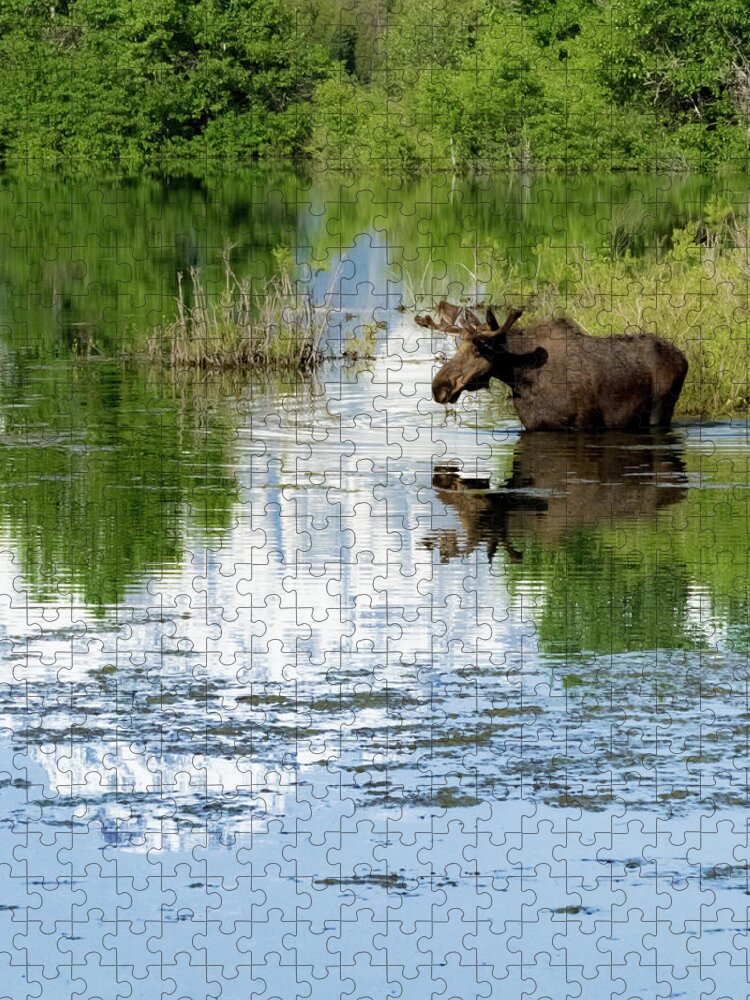 Pilgrim Creek Jigsaw Puzzle featuring the photograph Pilgrim Creek Moose #1 by Joe Kopp