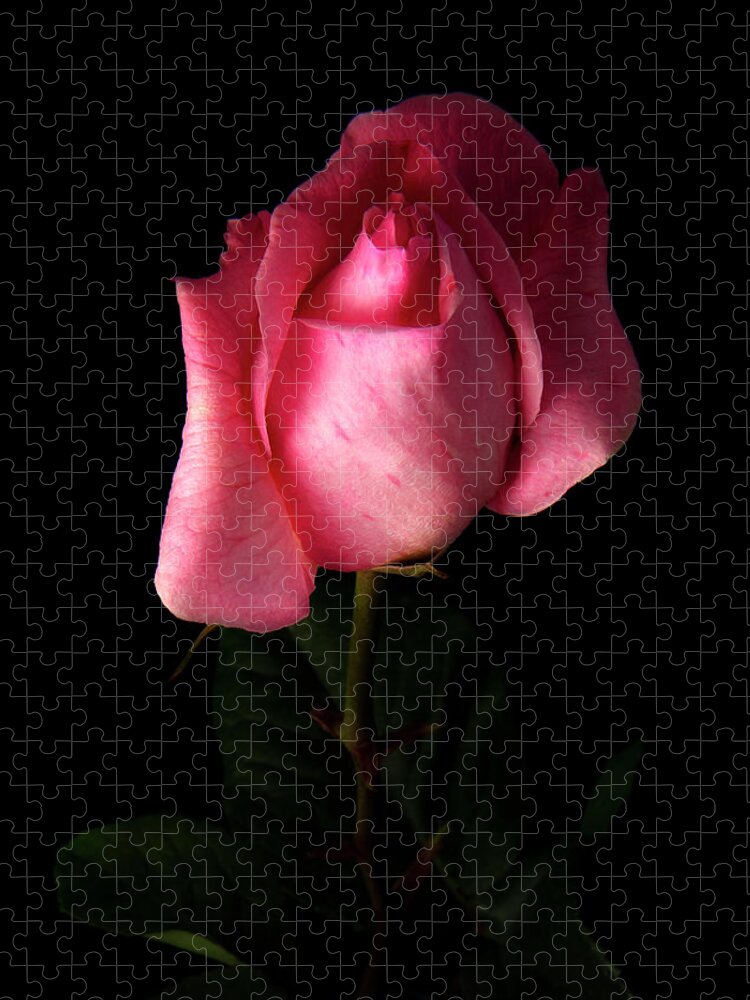 Black Background Jigsaw Puzzle featuring the photograph Pink Rose #1 by Inigo Cia
