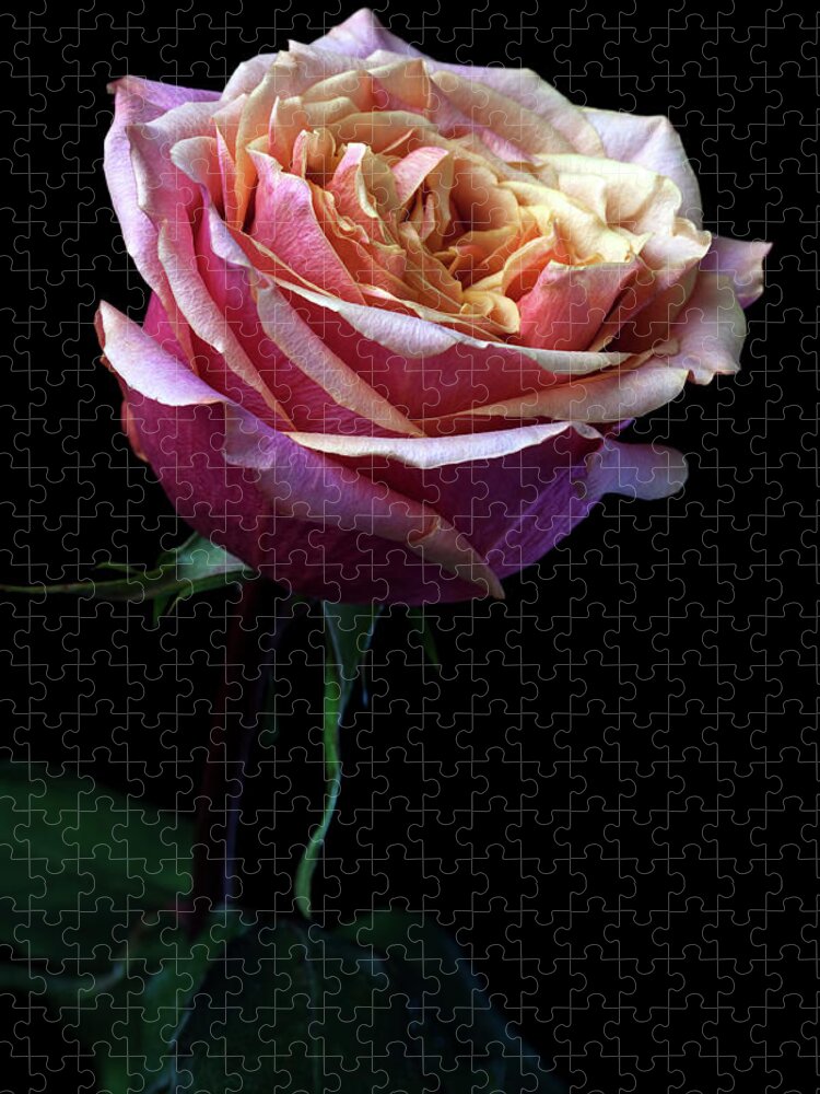 Outdoors Jigsaw Puzzle featuring the photograph Pink Rose #1 by Iwan Tirtha