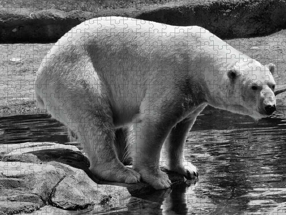 Polar Bear Jigsaw Puzzle featuring the photograph Polar Bear #1 by Flees Photos