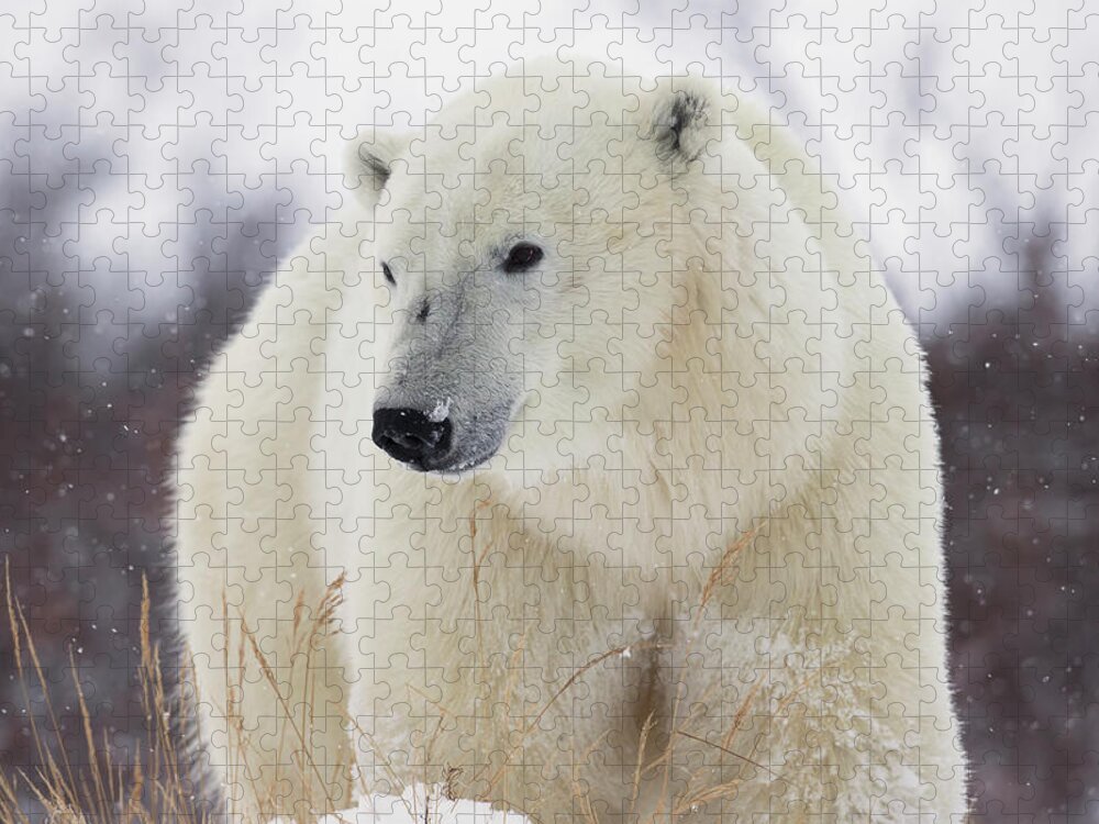 Three Quarter Length Jigsaw Puzzle featuring the photograph Polar Bear Ursus Maritimus Walking #1 by Robert Postma / Design Pics