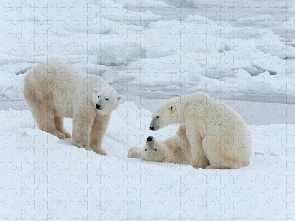 Bear Cub Jigsaw Puzzle featuring the photograph Polar Bears In The Wild. A Powerful #1 by Mint Images - David Schultz