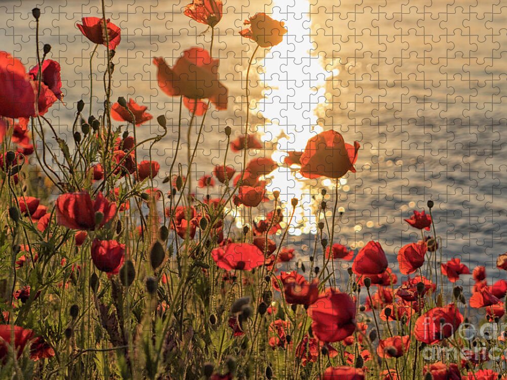 Poppy Jigsaw Puzzle featuring the photograph Poppy flowers at sunset on river by Patricia Hofmeester