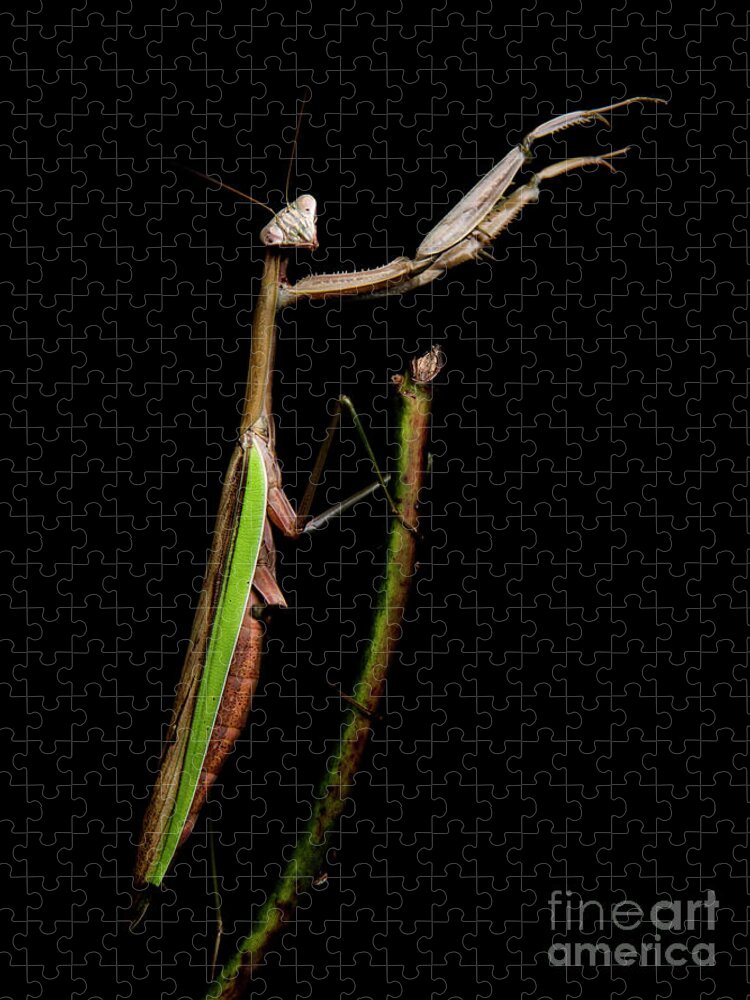 Praying Mantis Jigsaw Puzzle featuring the photograph Praying Mantis #1 by Diane Diederich
