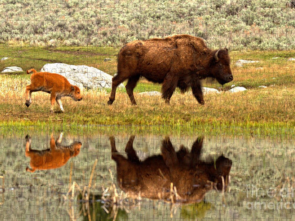 Bison Jigsaw Puzzle featuring the photograph Reflections With The Red Dog #1 by Adam Jewell