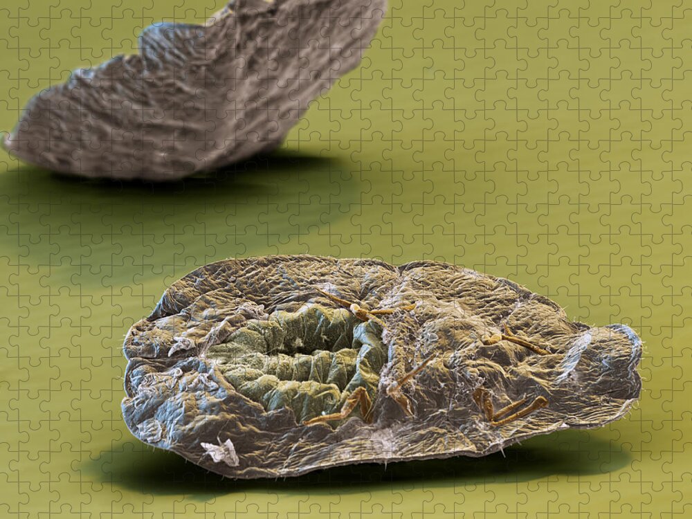 Agricultural Pest Jigsaw Puzzle featuring the photograph Scale Insects On An Avocado Sem #1 by Meckes/ottawa