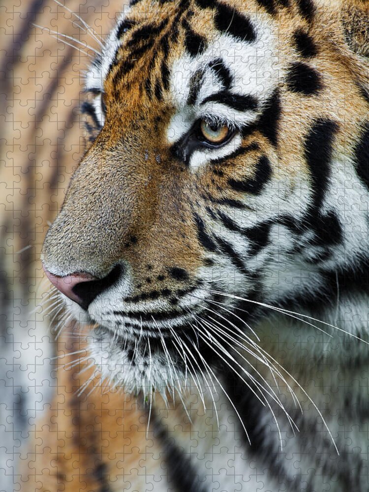 Big Cat Jigsaw Puzzle featuring the photograph Tiger Close Up #1 by Andyworks