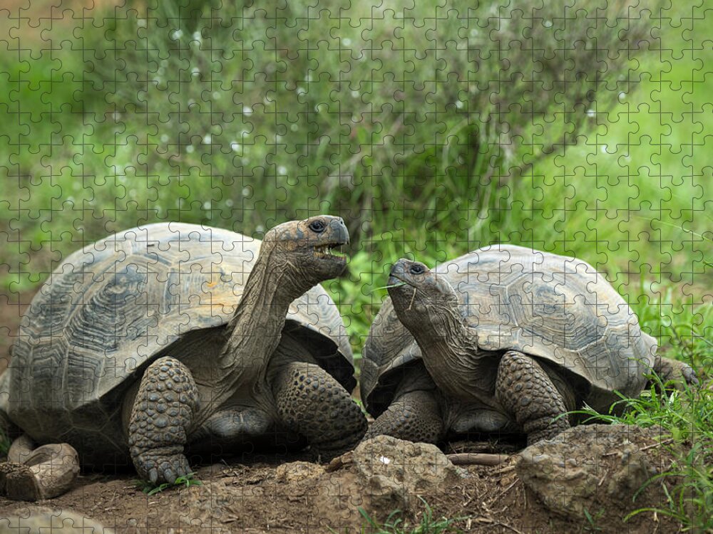 Animal Jigsaw Puzzle featuring the photograph Volcan Alcedo Giant Tortoise Pair #1 by Tui De Roy