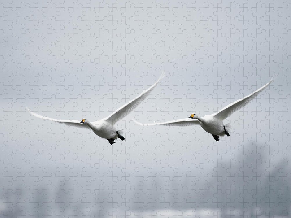 Sweden Jigsaw Puzzle featuring the photograph Whooper Swan Cygnus Cygnus #1 by Roine Magnusson
