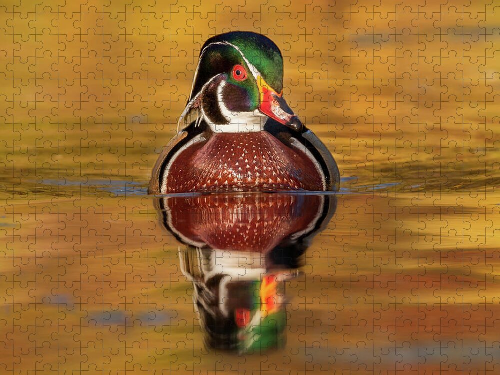 Adult Jigsaw Puzzle featuring the photograph Wood Duck by Jerry Fornarotto