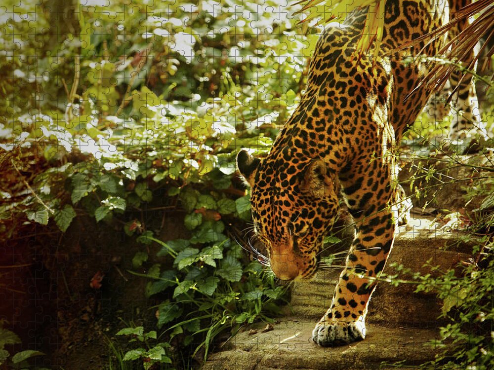 Steps Jigsaw Puzzle featuring the photograph Zoo Animals #1 by Thomas Northcut