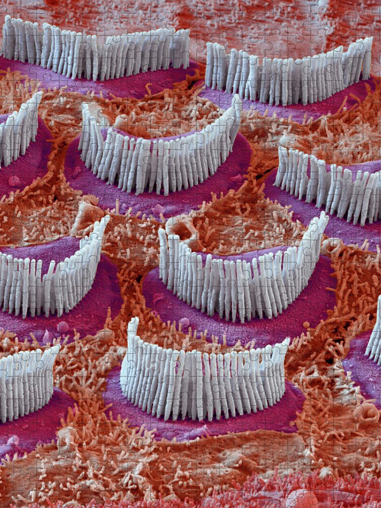 Cochlea Jigsaw Puzzle featuring the photograph Cochlea, Outer Hair Cells, Sem #13 by Oliver Meckes EYE OF SCIENCE