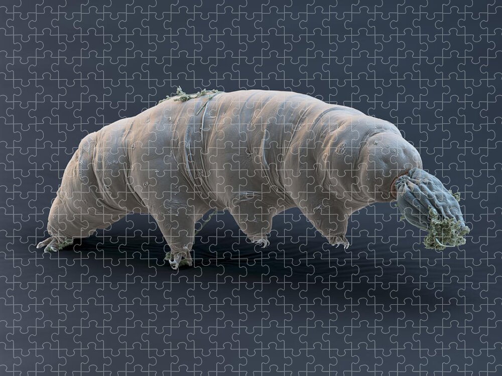 Animal Jigsaw Puzzle featuring the photograph Water Bear Or Tardigrade #14 by Meckes/ottawa