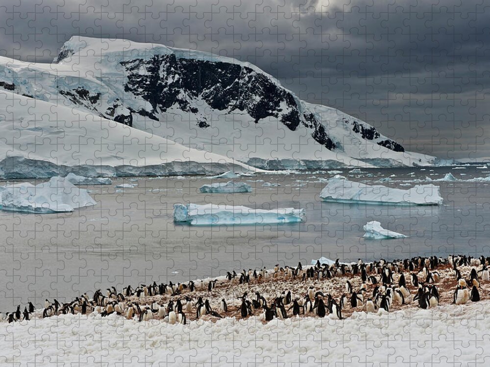 Tranquility Jigsaw Puzzle featuring the photograph Antarctic Peninsula, Antarctica #2 by Enrique R. Aguirre Aves