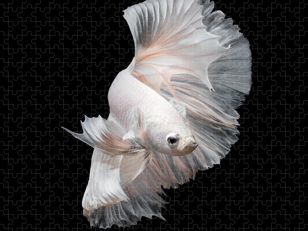 Fancy Jigsaw Puzzle featuring the photograph Betta Fishsiamese Fighting Fish by Nuamfolio
