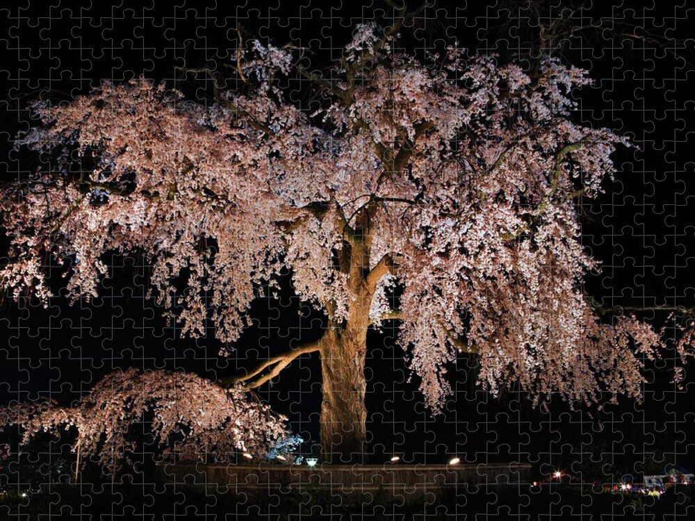 Nature Jigsaw Puzzle featuring the photograph Cherry Blossom Tree At Twilight #2 by John W Banagan
