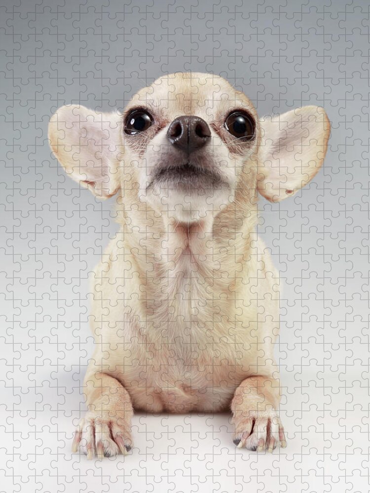 Chihuahua Looking Up #2 Jigsaw Puzzle by Stilllifephotographer