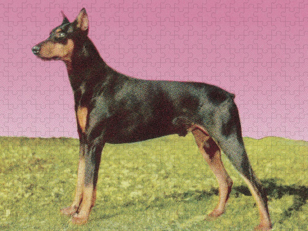 Animal Jigsaw Puzzle featuring the drawing Doberman Pinscher #2 by CSA Images