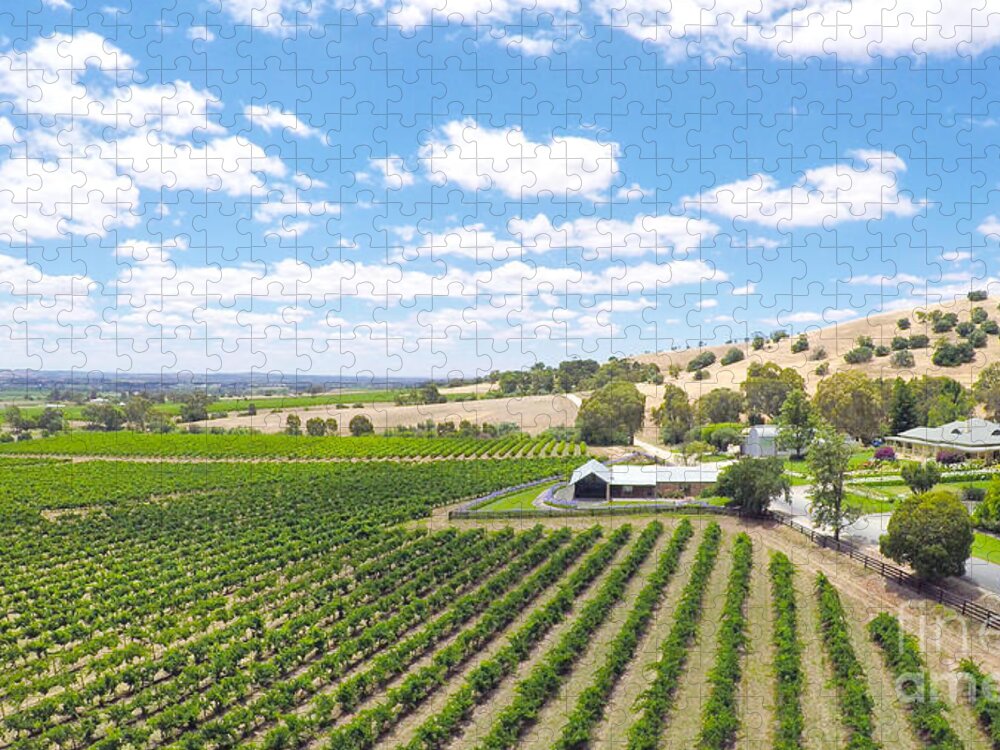 Barossa Valley Jigsaw Puzzle featuring the photograph Drone aerial views of rows of grapevines and scenic landscape #2 by Milleflore Images
