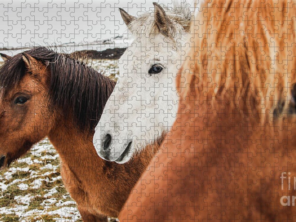Animal Jigsaw Puzzle featuring the photograph Horses of Icelandic race in a snowy enclosure, environmentalists try to preserve the purity of the species. #2 by Joaquin Corbalan