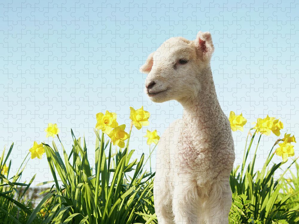 Clear Sky Jigsaw Puzzle featuring the photograph Lamb Walking In Field Of Flowers #2 by Peter Mason