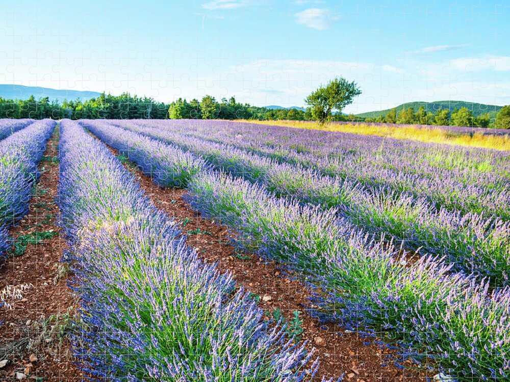 Scenics Jigsaw Puzzle featuring the photograph Lavander Field #2 by Mmac72