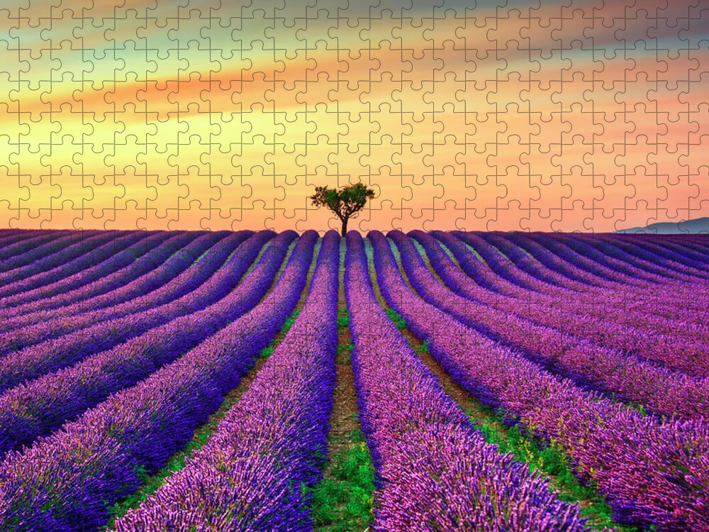 Lavender Jigsaw Puzzle featuring the photograph Lavender Flowers and Lonely Tree in Provence by Stefano Orazzini