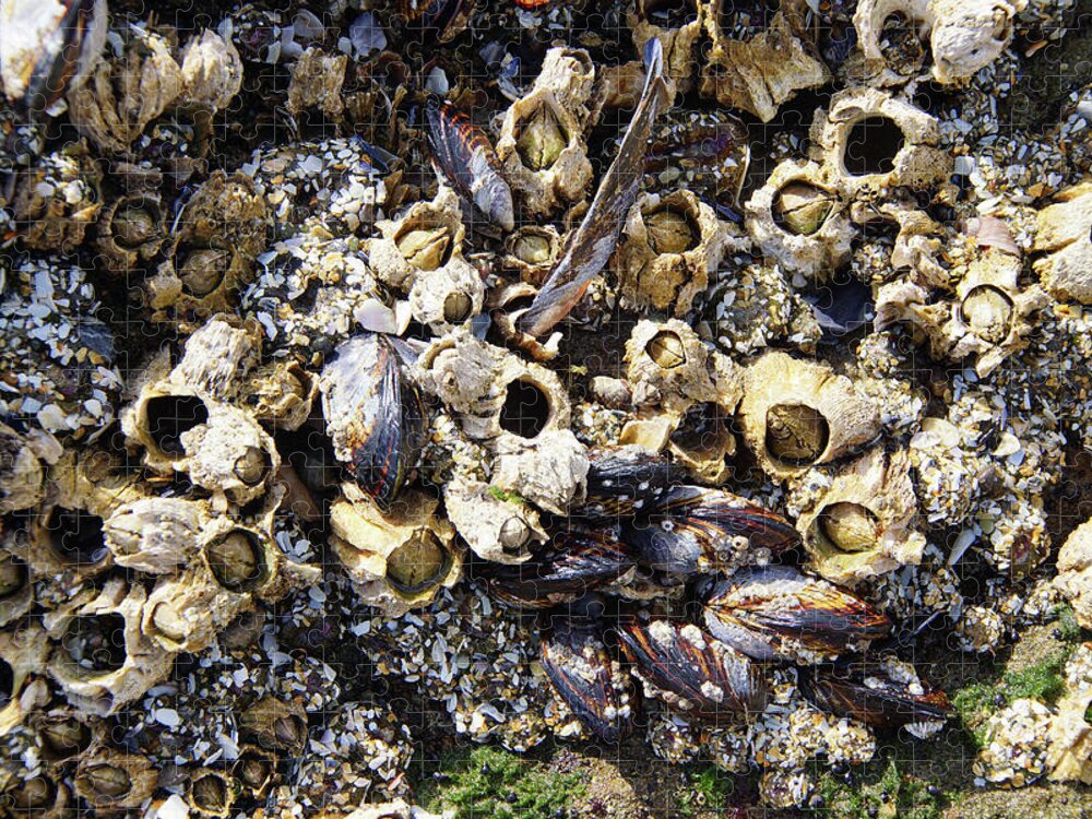Coast Jigsaw Puzzle featuring the photograph Mussels And Barnacle #2 by Steve Estvanik