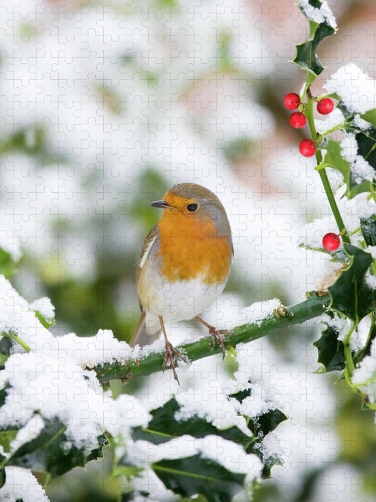 Scenics Jigsaw Puzzle featuring the photograph Robin Erithacus Rubecula #2 by Andrew howe