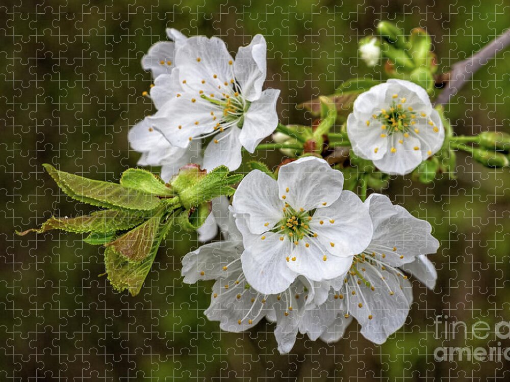 Prunus-avium Jigsaw Puzzle featuring the photograph Spring is in the Air #1 by Bernd Laeschke