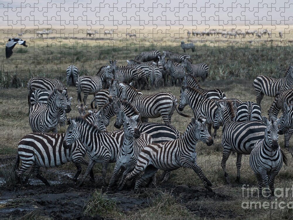 Africa Jigsaw Puzzle featuring the photograph Zebra Herd at mudhole #2 by Steve Somerville