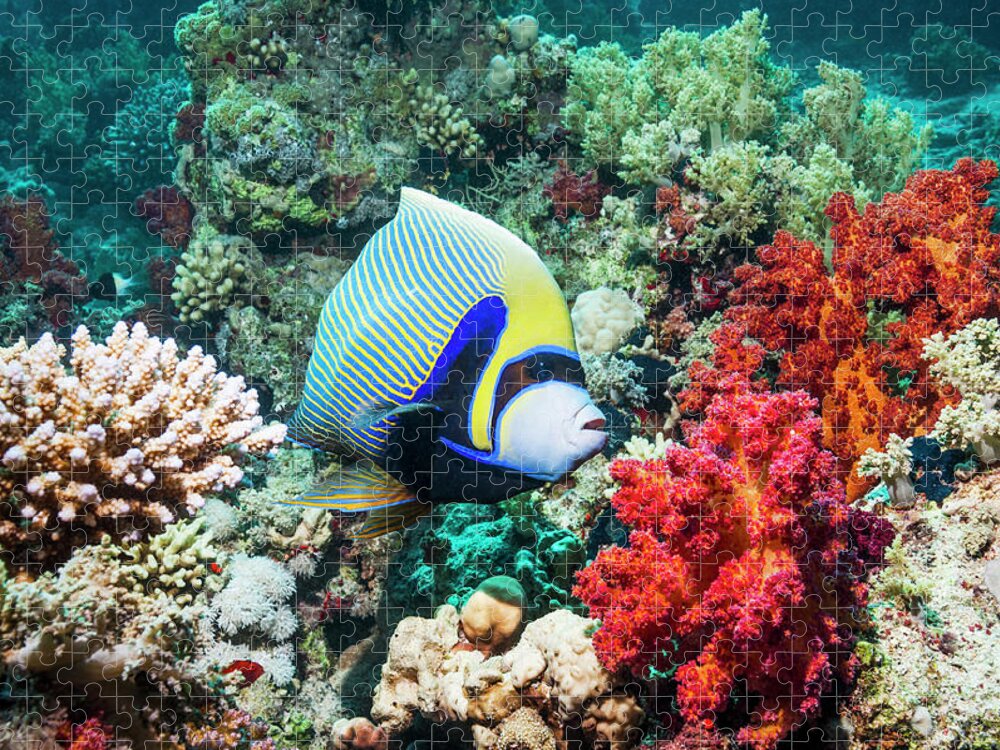 One Animal Jigsaw Puzzle featuring the photograph Emperor Angelfish #20 by Georgette Douwma