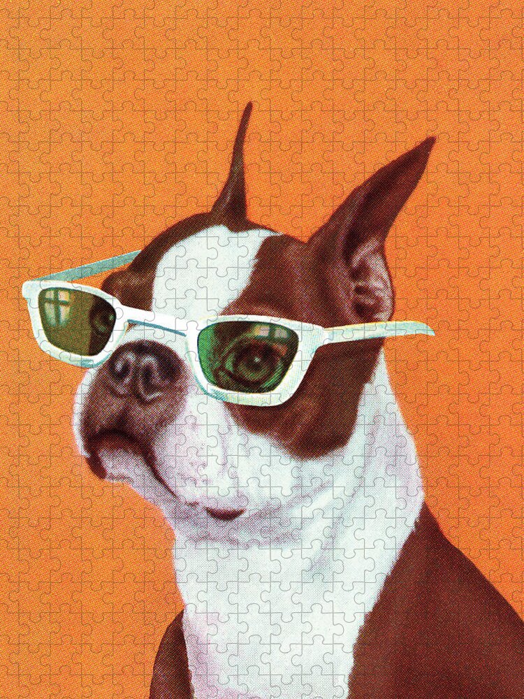 https://render.fineartamerica.com/images/rendered/default/flat/puzzle/images/artworkimages/medium/2/22-boston-terrier-csa-images.jpg?&targetx=-21&targety=0&imagewidth=792&imageheight=1000&modelwidth=750&modelheight=1000&backgroundcolor=F3823B&orientation=1&producttype=puzzle-18-24&brightness=432&v=6