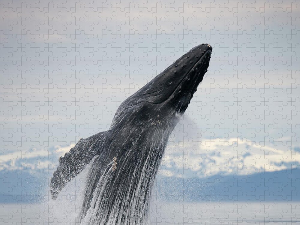Snow Jigsaw Puzzle featuring the photograph Breaching Humpback Whale, Alaska #3 by Paul Souders