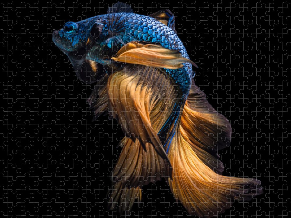 Fancy Jigsaw Puzzle featuring the photograph Colourful Betta Fishsiamese Fighting by Nuamfolio
