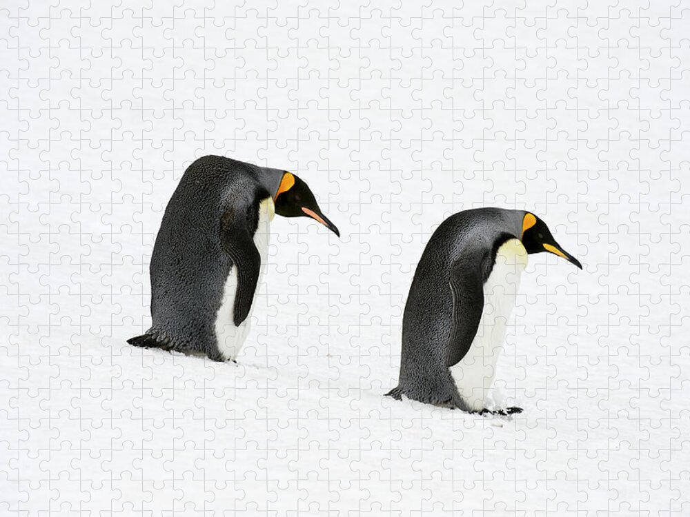 Snow Jigsaw Puzzle featuring the photograph King Penguins Aptenodytes Patagonicus #3 by Ben Cranke