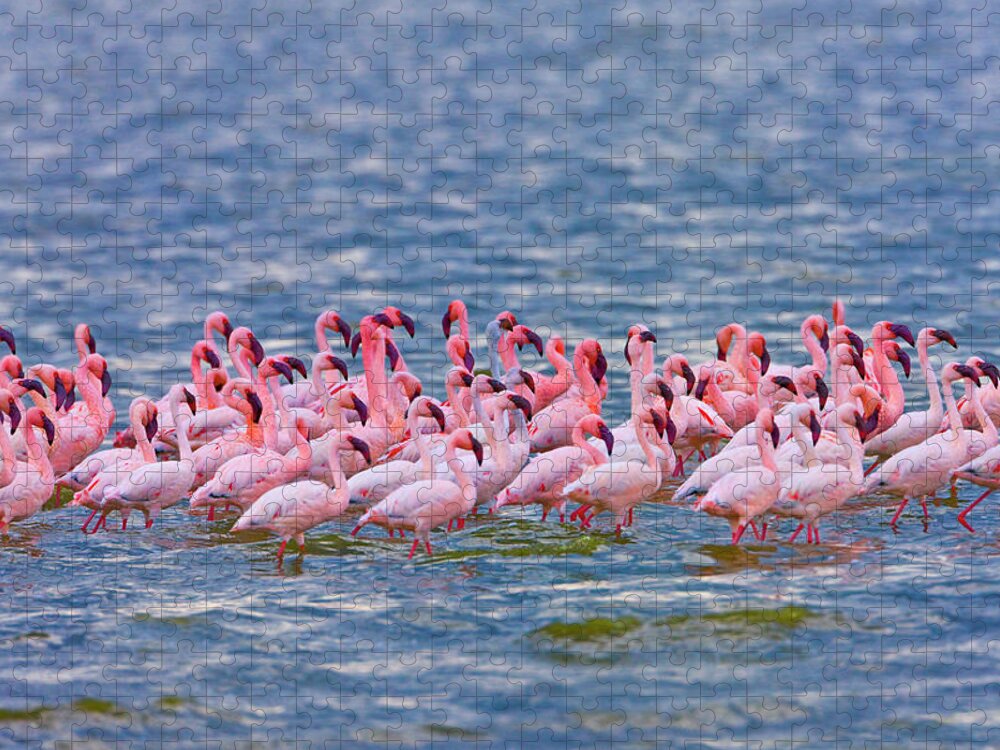 Kenya Jigsaw Puzzle featuring the photograph Lesser Flamingoes Phoenicopterus Minor #3 by Keren Su